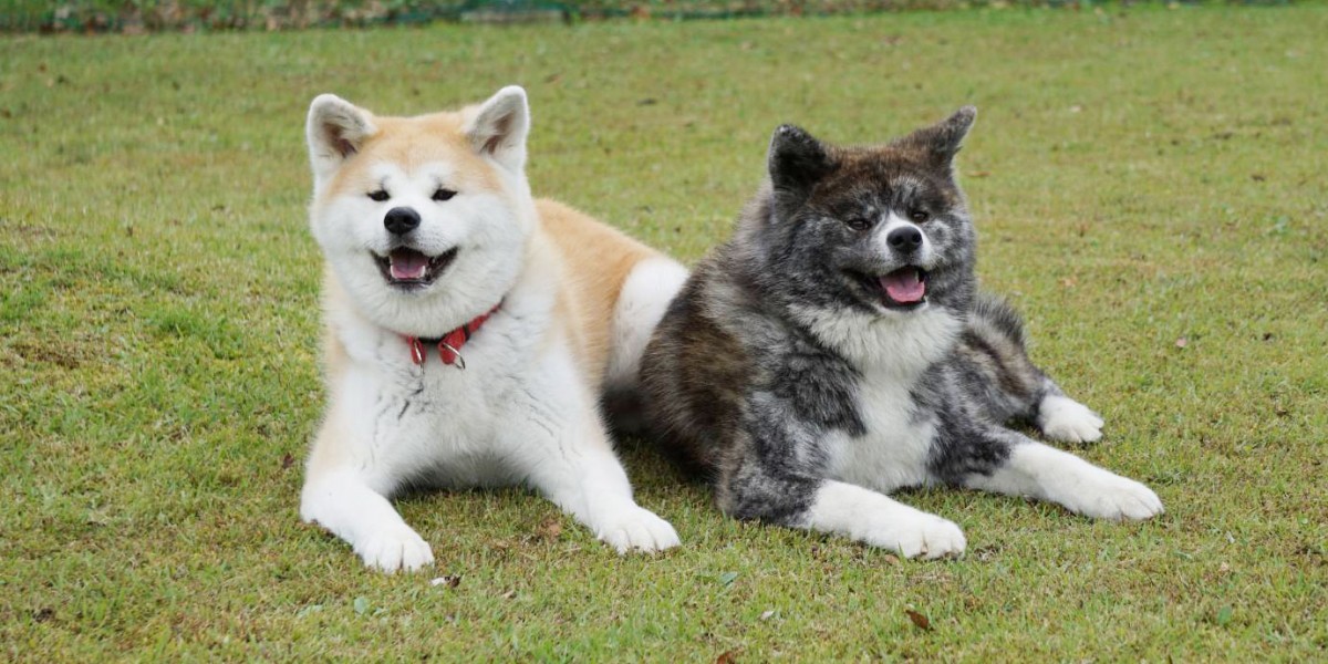 Akita Dogs Aco and Asuka.