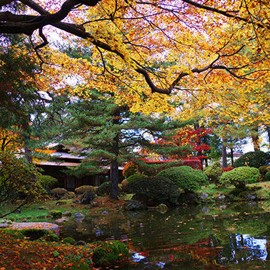 Torikata Estate - Autumn leaves